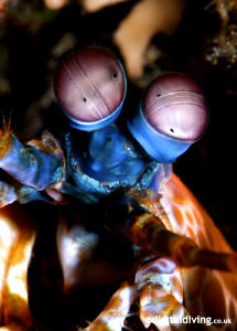 "Eyes of the Night" - Mantis Shrimp in Lembeh by David Henshaw 